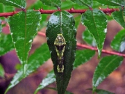 カラスザンショウの葉に宿るカラスアゲハの幼虫