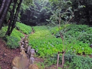 アジサイの谷の風景