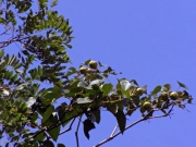 修景池近くのアブラギリの実 修景池近くのアブラギリの実