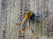 休憩舎の柱で見つけたアブと捕獲されたマメコガネ 休憩舎の柱で見つけたアブと捕獲されたマメコガネ