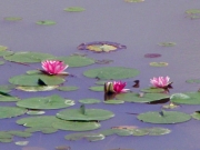 修景池の睡蓮の花。 修景池の睡蓮の花。