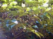 スダジイのどんぐり