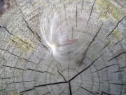 テイカカズラの種子