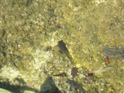 管理棟前の水路のアカガエルのおたまじゃくし