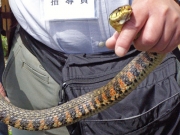 ヤマカガシ ヤマカガシ