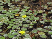 アサザの開花 アサザの開花