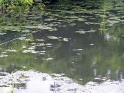 岩崎さんの竿と鳴子沢池の水面 岩崎さんの竿と鳴子沢池の水面