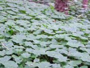 オオバチドメグサ オオバチドメグサ