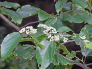 ミズキの花 ミズキの花