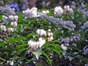 アセビの花 アセビの花