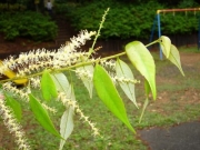 ツブラジイの雄花と雌花 ツブラジイの雄花と雌花