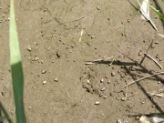 放水路のカワザンショウガイ 放水路のカワザンショウガイ