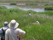ヨシ原の解説風景 ヨシ原の解説風景