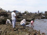 磯浜の生きもの採集 磯浜の生きもの採集