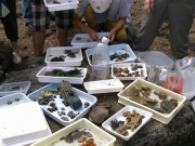 採集された磯浜の生きもの 採集された磯浜の生きもの
