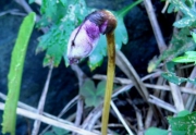 ナンバンギセル ナンバンギセル