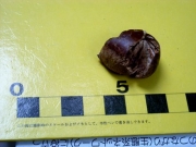 イノシシが食べた栗 イノシシが食べた栗