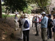 パウチした図版を使っての植物解説風景