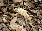 コナラの木の下のカレエダタケ