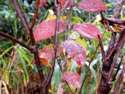 ナガボナツハゼの紅葉