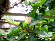 オガタマノキの花(5月10日撮影) オガタマノキの花(5月10日撮影)