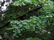 カツラの雌木の実のようす カツラの雌木の実のようす