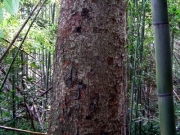 竹林の中のケヤキの大木 竹林の中のケヤキの大木