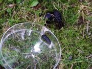オオヒラタシデムシの幼虫(左)と成虫 オオヒラタシデムシの幼虫(左)と成虫