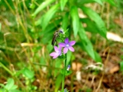 キキヨウソウとアブの仲間 キキヨウソウとアブの仲間