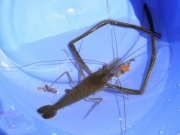 捕らえたテナガエビ 捕らえたテナガエビ
