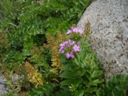 花の終わったハマボッスとこれから開花を迎えるハマナデシコ 花の終わったハマボッスとこれから開花を迎えるハマナデシコ