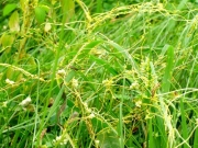 外来植物アメリカネナシカズラ 外来植物アメリカネナシカズラ