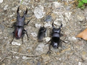 左からノコギリクワガタ、コクワガタ♀、ヒラタクワガタ 左からノコギリクワガタ、コクワガタ♀、ヒラタクワガタ