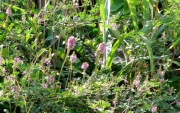 コマツナギの変体　花茎が長い