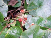 フユイチゴの果実