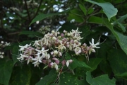 林縁のクサギの花