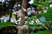 クサギの花も秋支度 クサギの花も秋支度