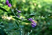ヤマハギの花 ヤマハギの花