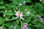マルバハギの花 マルバハギの花