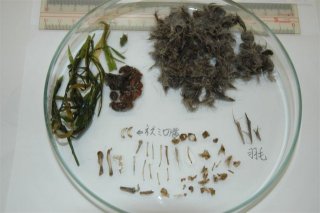 キツネのフンの中身