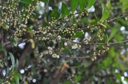 ハマヒサカキの花 ハマヒサカキの花