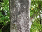 クスノキの樹皮