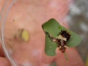 ウマノスズクサの葉のジャコウアゲハの幼虫 ウマノスズクサの葉のジャコウアゲハの幼虫