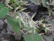石垣のイタドリの花 石垣のイタドリの花