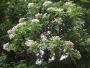 クサギの花 クサギの花