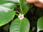 ビナンカズラの花 ビナンカズラの花