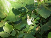 トキイロクズの花 トキイロクズの花