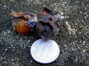 1円硬貨とシナノガキ 1円硬貨とシナノガキ