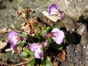 路傍のニオイタチツボスミレ