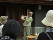 イノシシの解説